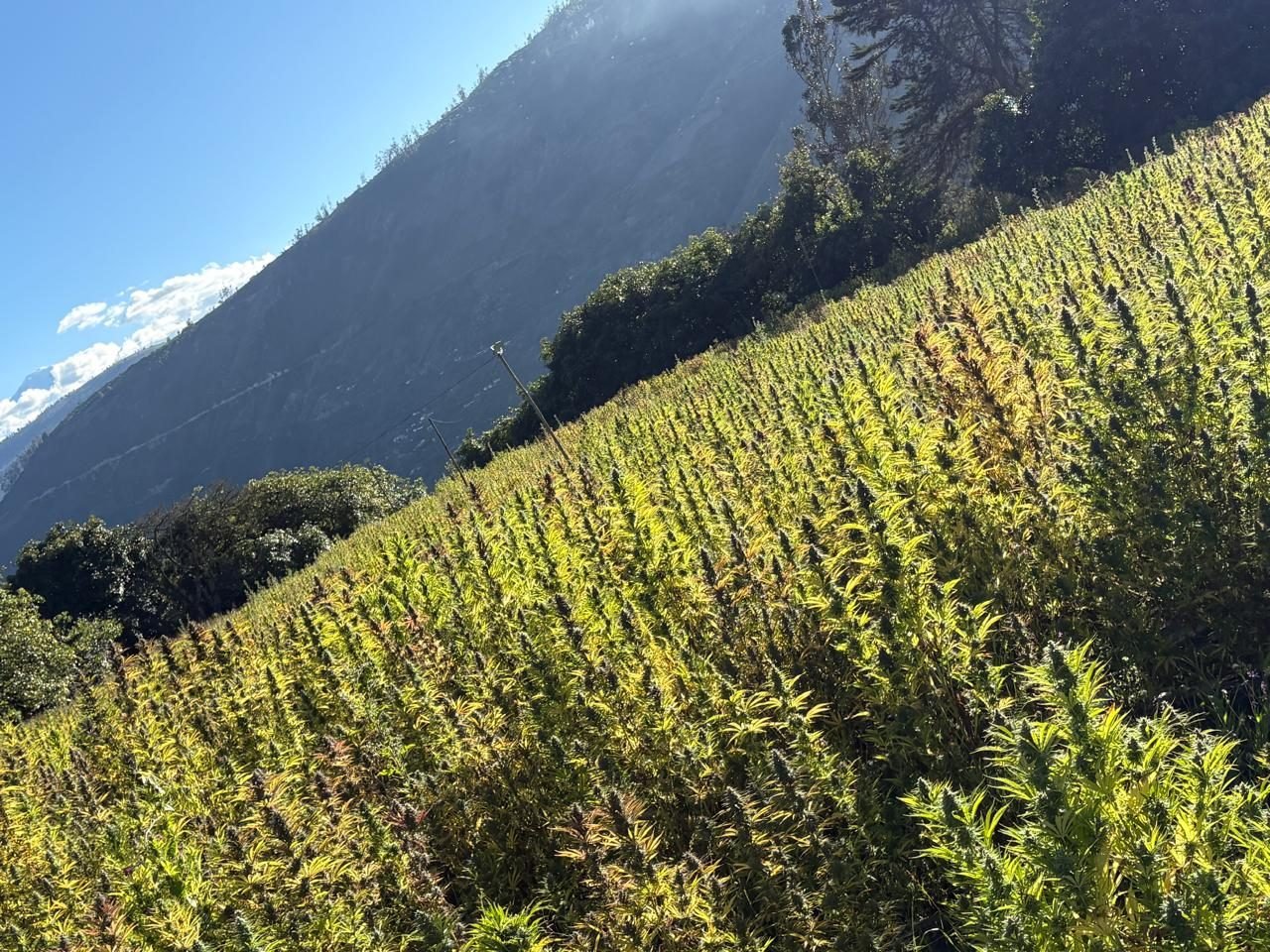 Cultivo de cáñamo en ladera, valle de Patate