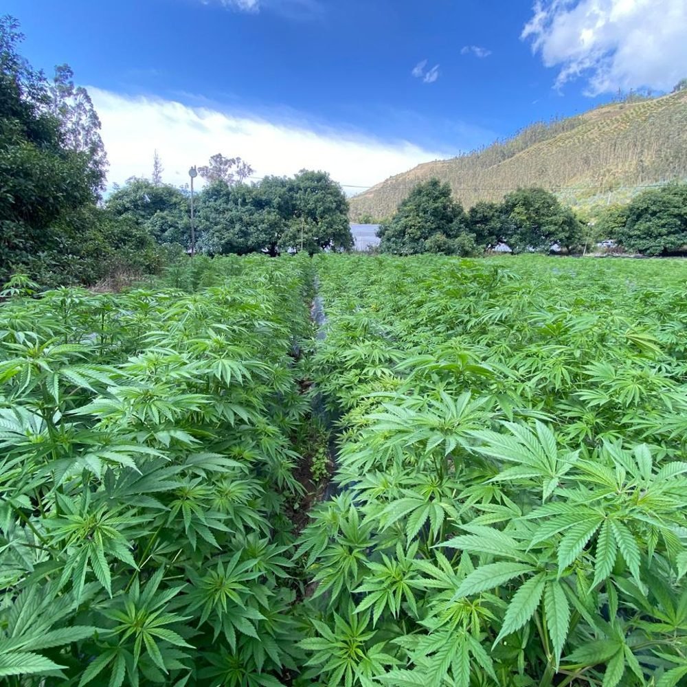 Surcos de cáñamo a campo abierto con montañas al fondo