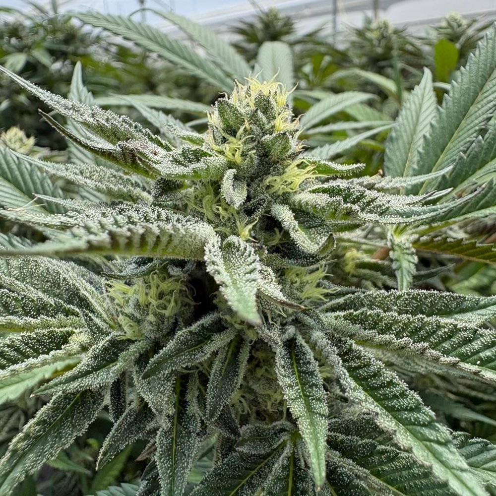 Flor en desarrollo con tricomas