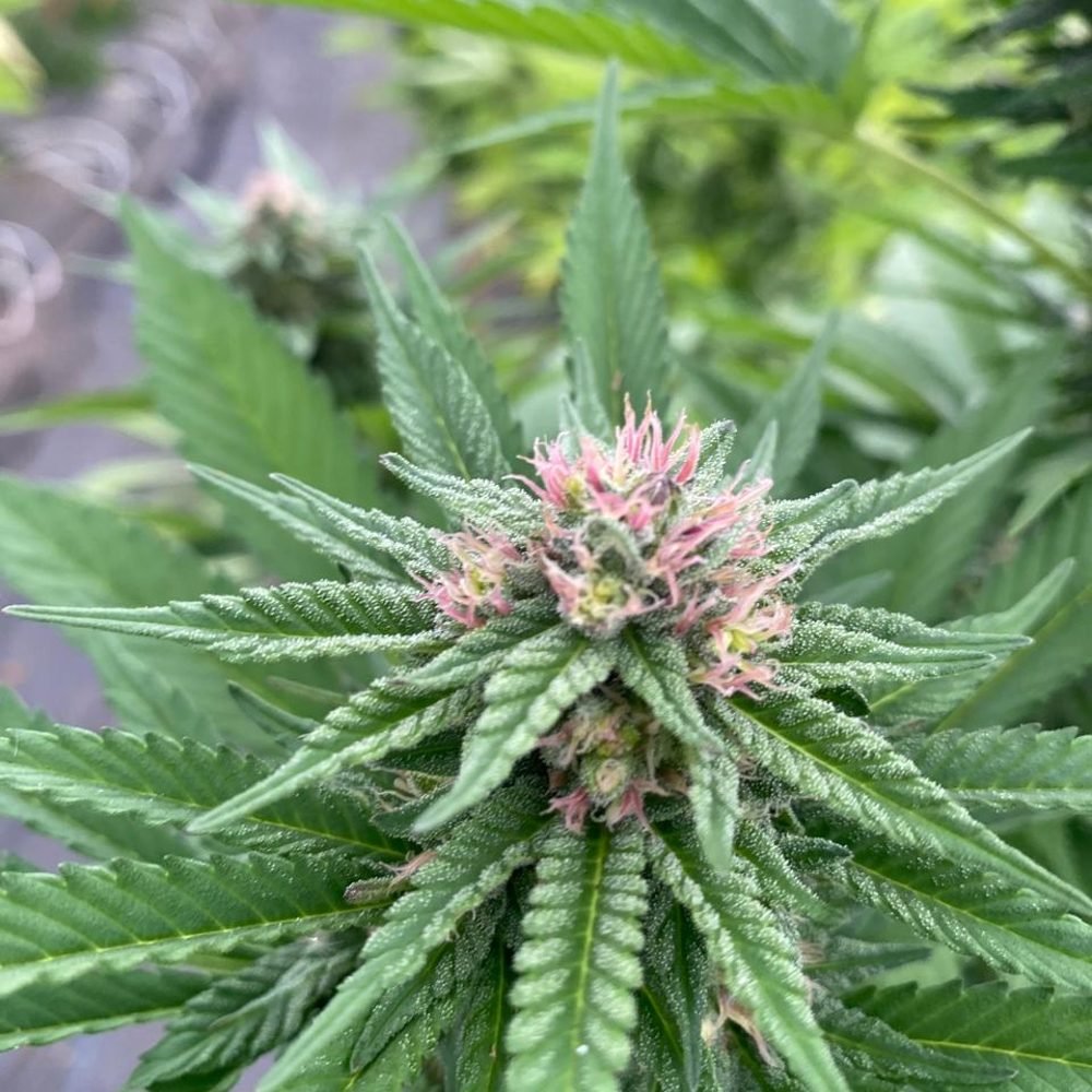 Inicio de floración con pistilos rosados