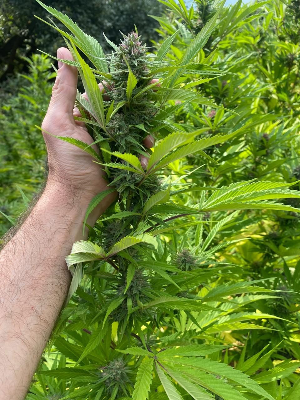Mano sosteniendo una rama en floración en el campo