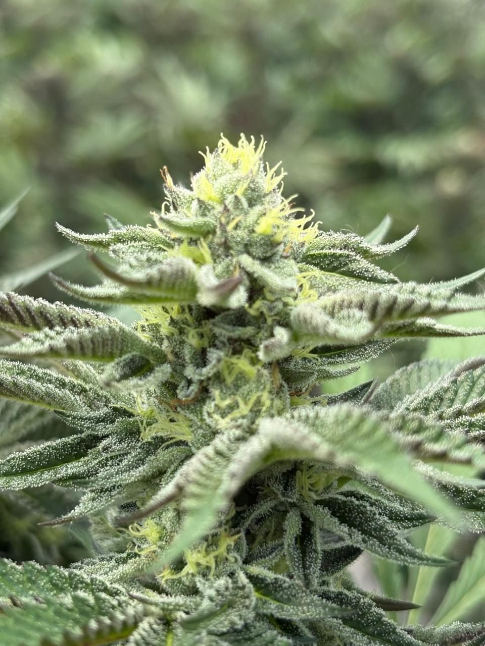 Flor de cáñamo Esmeralda en floración, con tricomas visibles
