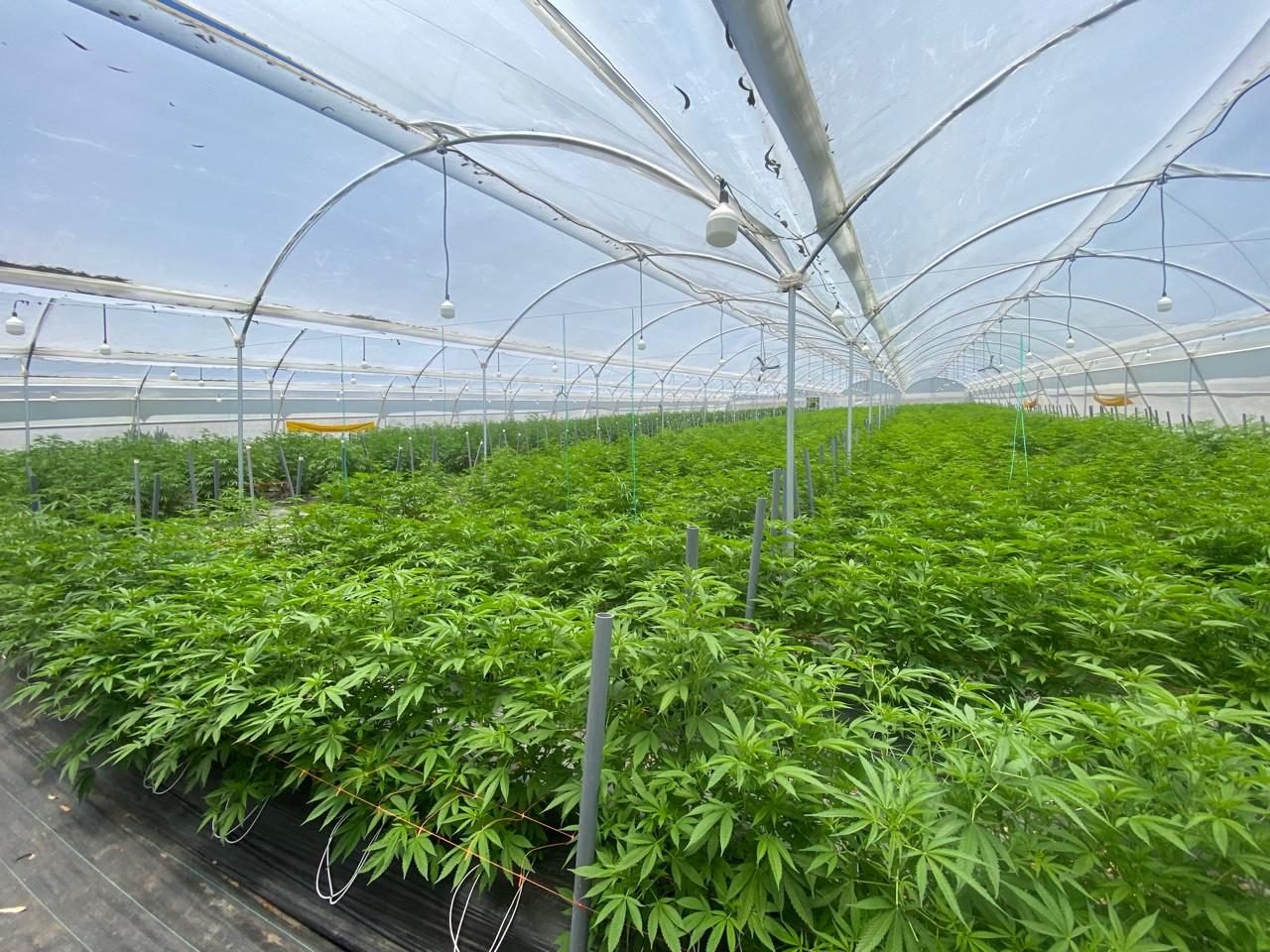 Invernadero con plantas de cáñamo en crecimiento vegetativo