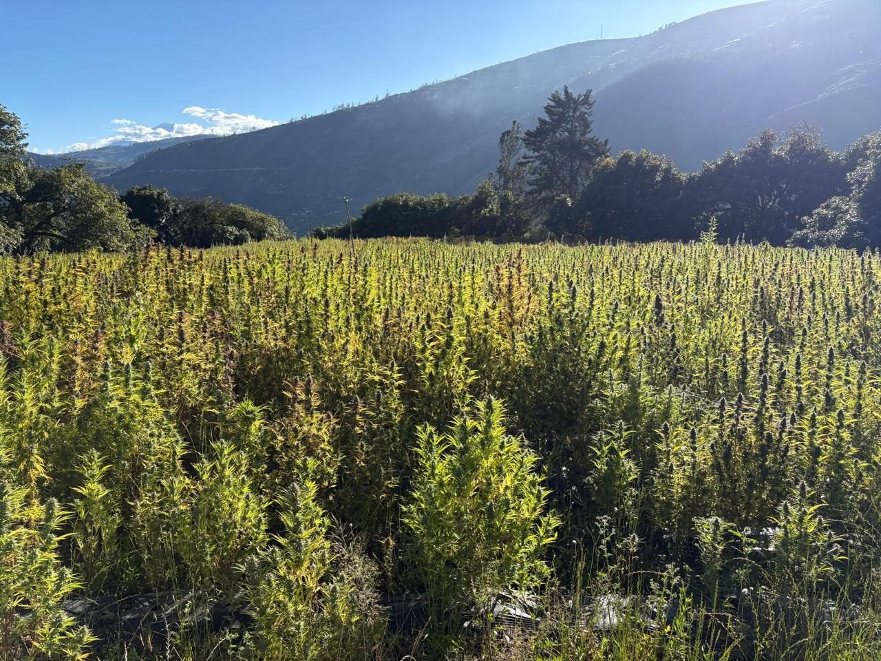 Campo de cáñamo frente a las montañas del valle de Patate